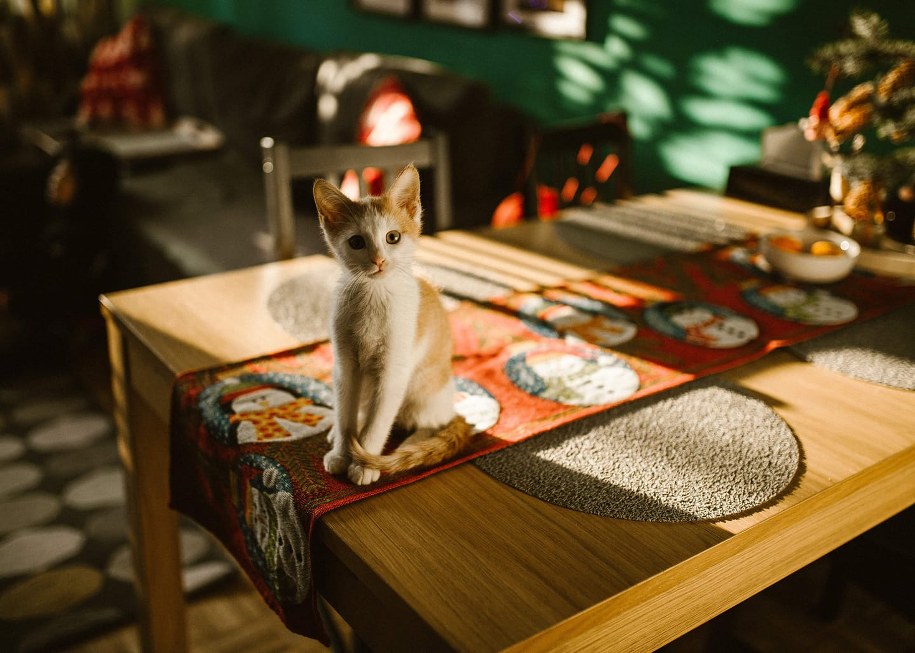 W kalendarzu mamy dziś wyjątkowe święto - Światowy Dzień Kota /Fot. Twój kot piłby whisky   /