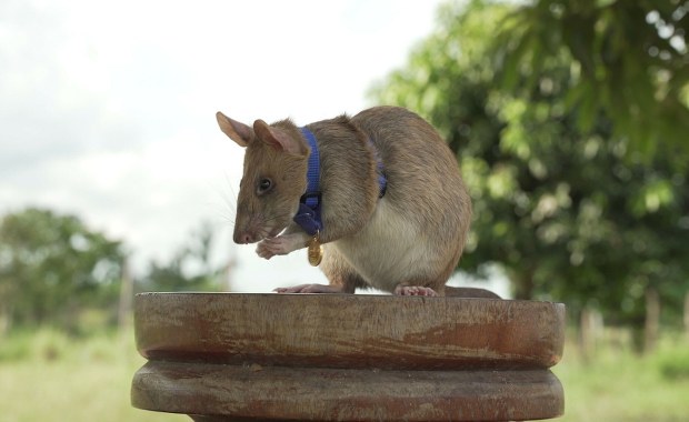 W Kambodży odsłonięto pomnik szczura. Gryzoń uratował setki istnień