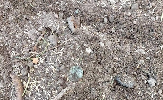 W Kamieniu Pomorskim odkryto monety Zygmunta I Starego 