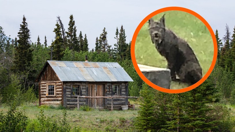 W Kanadzie po raz pierwszy w historii zaobserwowano czarnego rysia z gatunku Lynx canadensis /123RF/PICSEL