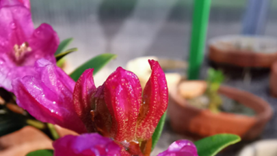 W Karkonoszach zakwitły różaneczniki alpejskie