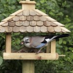 W karmnikach zjawia się prawdziwa perła. Przyciąga ją jedna rzecz