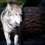 W Karpatach pojawiła się pierwsza hybryda psa i wilka. To zły sygnał