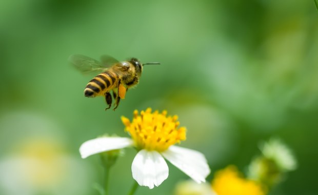 W Katowicach stanęły ule wykonane z elektrośmieci