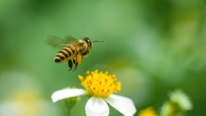 W Katowicach stanęły ule wykonane z elektrośmieci