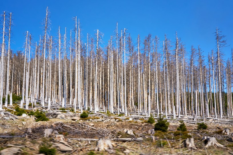 W klimacie już zaszły zmiany, które są zauważalne w niemal każdym rejonie Ziemi. Nz. umarły las w Niemczech /123RF/PICSEL
