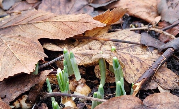 W Kołobrzegu już wiosna? Pojawiły się przebiśniegi