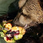 W Kolorado zastrzelono 35 głodnych niedźwiedzi