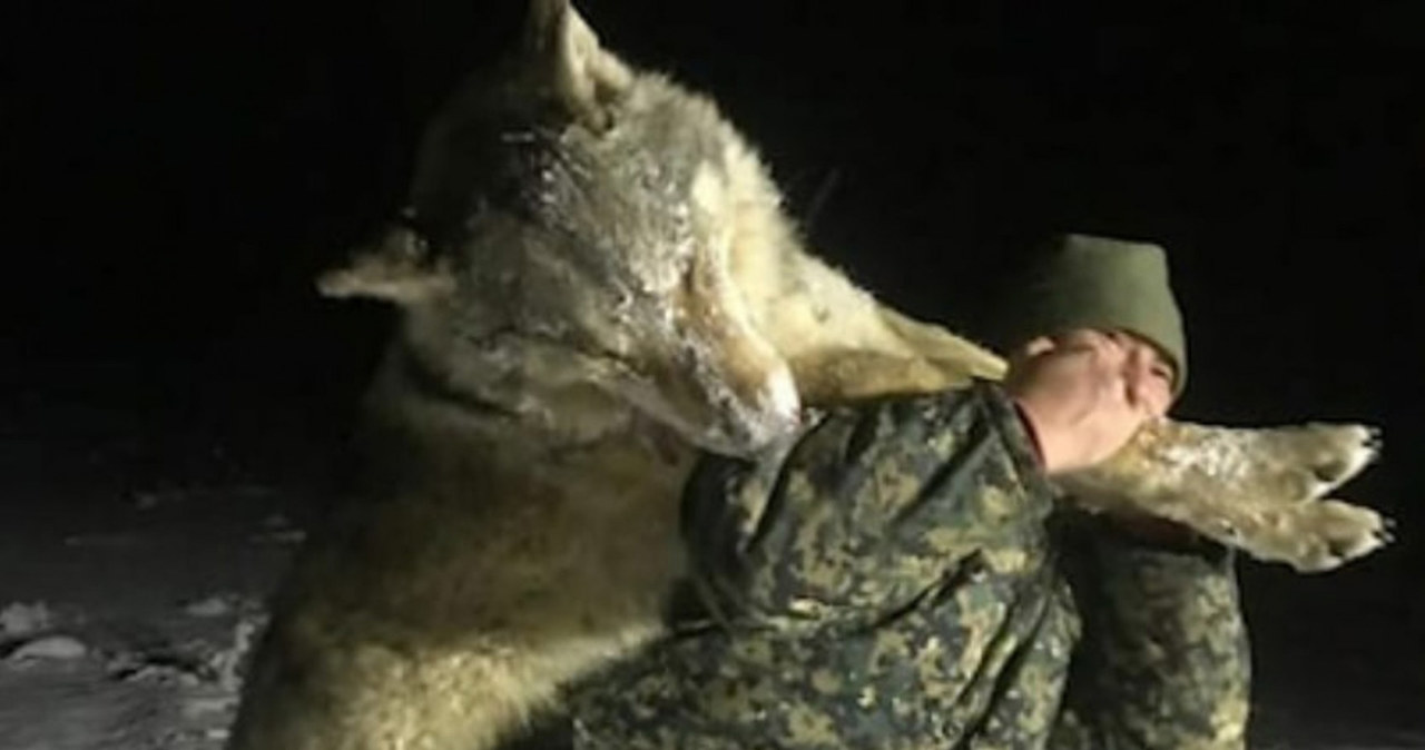 W końcu udało się upolować wilka, podczas kolejnej wyprawy /Newsflash/@vesti.ru /East News
