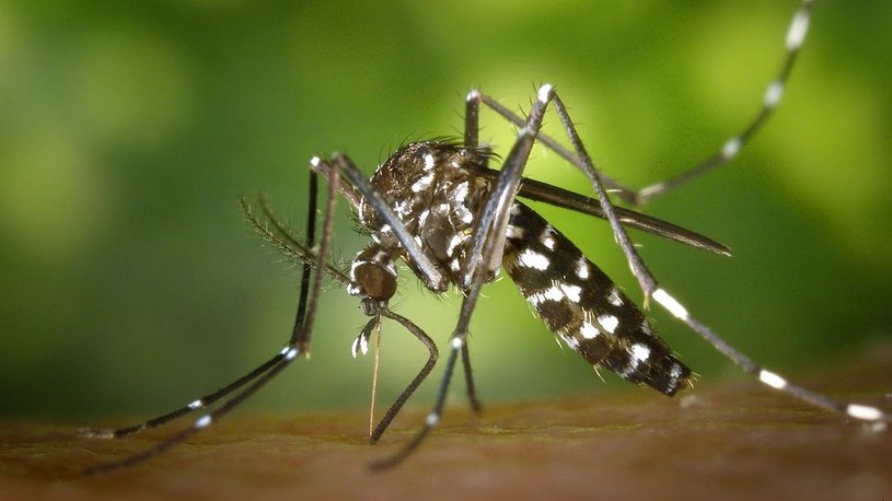 W końcu udało się wyhodować komary odporne na wszystkie typy wirusa dengi /Geekweek