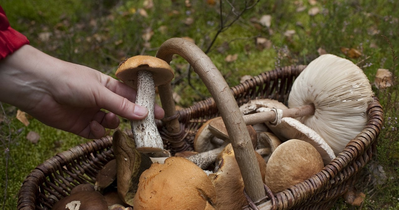 W krajach skandynawskich nie ma żadnych zakazów dotyczących zbierania grzybów / Michal Kosc / AGENCJA WSCHOD / REPORTER