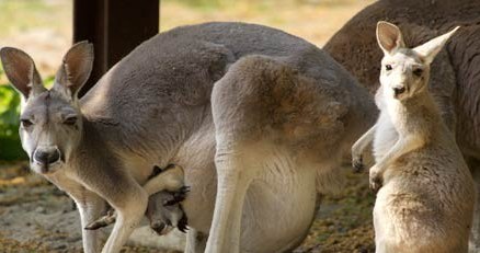 W kraju kangurów szykuje się prawdziwa internetowa rewolucja /AFP