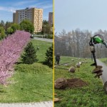 W Krakowie powstaje druga Aleja Wiśniowa. Kiedy będzie można ją podziwiać?