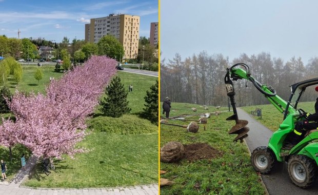 W Krakowie powstaje druga Aleja Wiśniowa. Kiedy będzie można ją podziwiać?