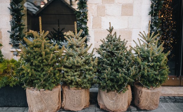 W Krakowie ruszyła akcja "Choinka". Sprawdź, gdzie oddać swoje drzewko