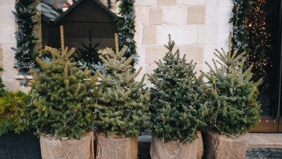 W Krakowie ruszyła akcja "Choinka". Sprawdź, gdzie oddać swoje drzewko