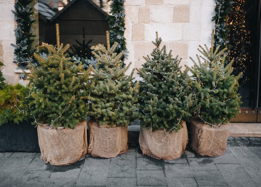 W Krakowie ruszyła akcja "Choinka" /Shutterstock