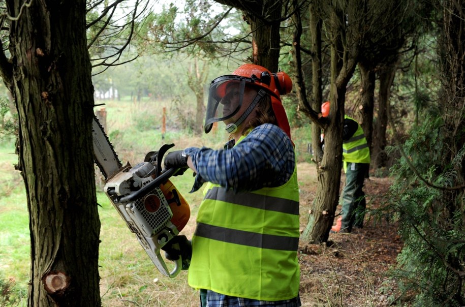 Wycinki drzew w mieście bez tajemnic. W Krakowie rusza nowy system