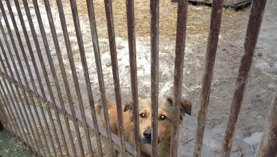 W Krakowie żaden pies nie zostanie bez dachu nad głową