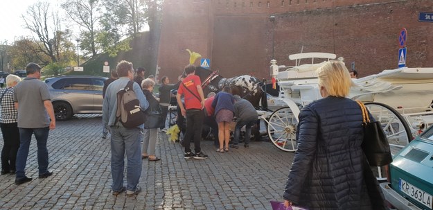 W Krakowie znowu upadł koń /materiały prasowe /Materiały prasowe