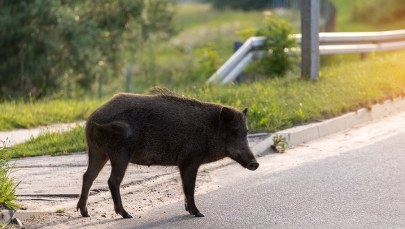 W Krakowie żyje ponad tysiąc dzików. Nie wolno ich dokarmiać