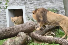 W krakowskim zoo jest nowy pawilon dla dzikich kotów