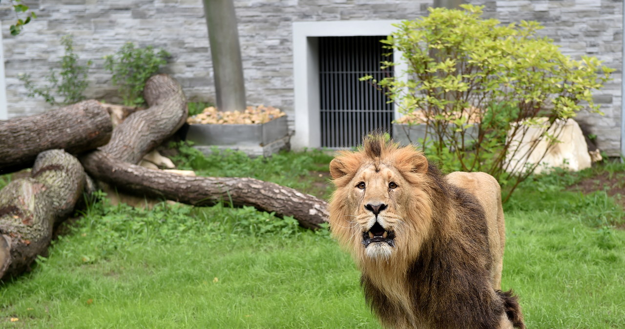 W krakowskim zoo jest nowy pawilon dla dzikich kotów