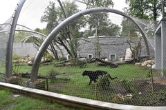 W krakowskim zoo jest nowy pawilon dla dzikich kotów