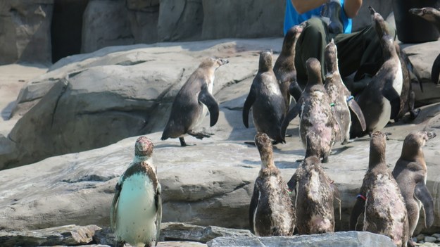 W krakowskim zoo zamieszkały pingwiny Humboldta /Józef Polewka /RMF FM