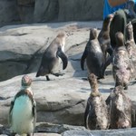 W krakowskim zoo zamieszkały pingwiny Humboldta