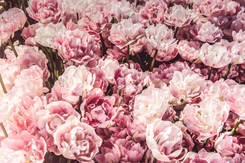 W kulturze europejskiej róże uznawane są za symbol miłości/ Photo by Mira Bozhko on Unsplash /.