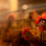 W kurniku produkowali narkotyki. Cztery osoby usłyszały zarzuty