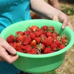 W kwietniu nakarm tym truskawki. Krzaczki ugną się pod słodkimi owocami