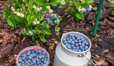 W kwietniu zacznij podlewać tym borówkę amerykańską. Będziesz zbierać owoce wiadrami