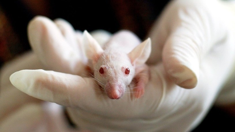 W laboratorium udało się wyhodować embrion myszy z bijącym sercem /Geekweek