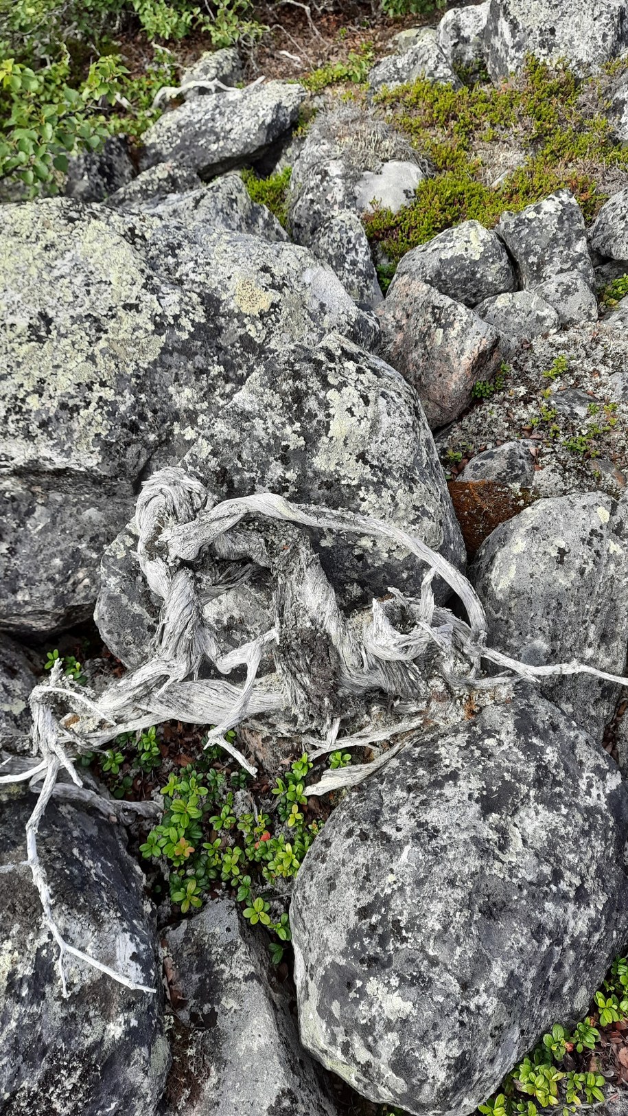W Laponii odkryto najstarszy krzew na świecie; ma około 1650 lat /foto: Marco Carrer /
