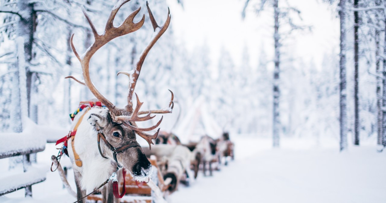 W lapońskiej wiosce można spotkać m.in prawdziwe renifery /materiały prasowe