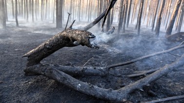 W lasach duże zagrożenie pożarowe. Gdzie jest najgorzej?