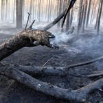 W lasach duże zagrożenie pożarowe. Gdzie jest najgorzej?