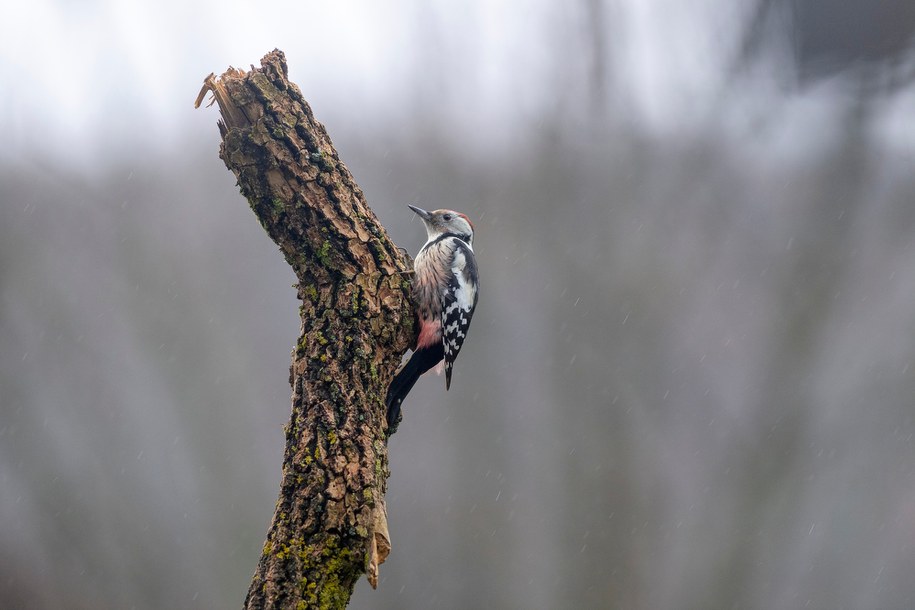 W lasach już słychać werblanie dzięciołów /Shutterstock