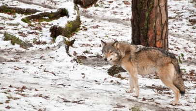 W lasach pod Piasecznem widziano wilki. Leśnicy przekazali ważny apel do mieszkańców