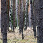 W lasach pojawił się pierwszy zwiastun wiosny. Leśnicy pokazali zdjęcia