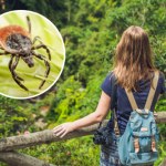 W lasach roi się od kleszczy. Przed wejściem pamiętaj o jednym