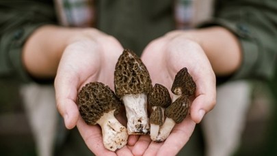 W lasach są już smardze, kiedy pojawią się inne grzyby?