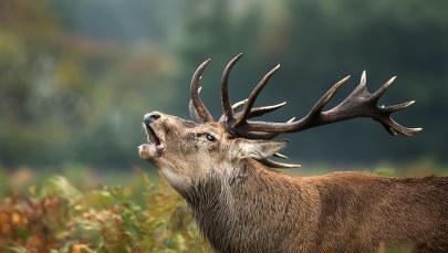 W lasach słychać rykowisko. Rozpoczęły się jelenie zaloty
