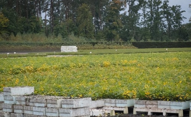 W lasach trwają żołędziowe żniwa