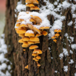W lasach wysyp grzybów. Zimowe okazy mają wyjątkowy smak