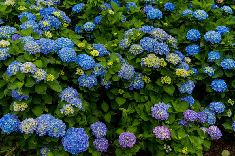 W łatwy sposób można zmienić kolor hortensji ogrodowej /123RF/PICSEL