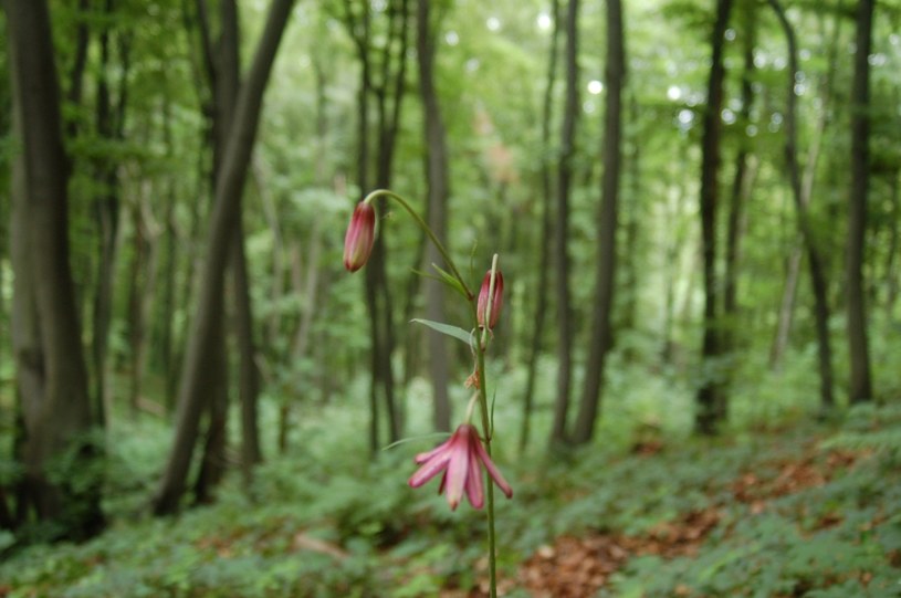 W lesie rośnie m.in. chroniona lilia złotogłów /archiwum prywatne