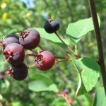 W lesie to gatunek inwazyjny. Polacy zajadają się owocami